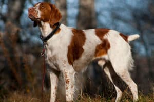 Sporting Group Dogs 7 Brittany