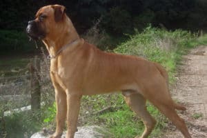 Bullmastiff e1603304442539