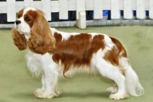 Cavalier King Charles Spaniel