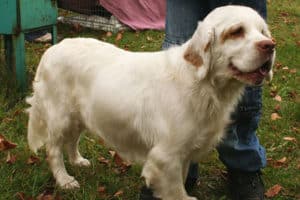 Sporting Group Dogs 9 Clumber Spaniel