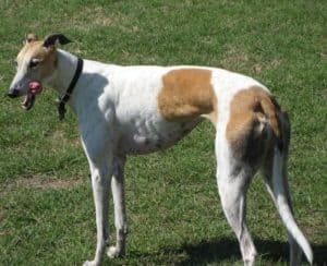Greyhound is the fastest sighthound