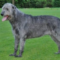 Irish Wolfhound e1602792320746