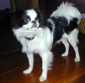 Japanese Chin: 3 Best Reasons To Get One And 2 Good Reasons Not To 4 Japanese Chin adult