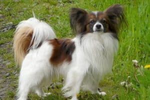 Papillon