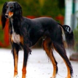 Saluki e1602792870979