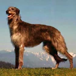 Scottish Deerhound e1602793151524