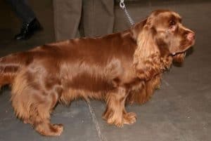 Sporting Group Dogs 30 Sussex Spaniel