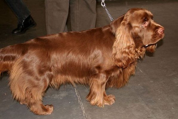 Sussex Spaniel