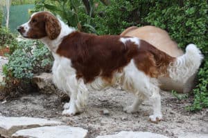 Sporting Group Dogs 33 Welsh Springer Spaniel