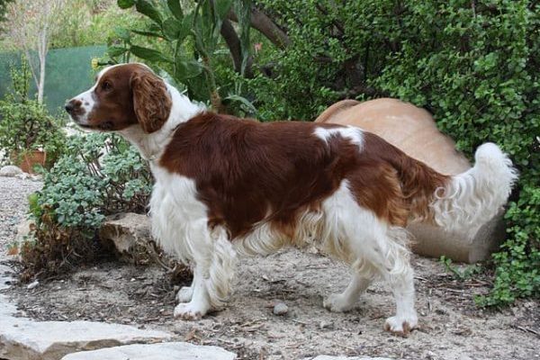 Welsh Springer Spaniel 1 e1602428789789