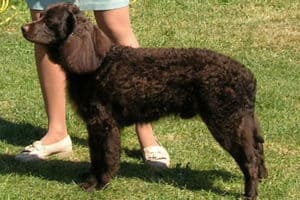 Choose From These 15 Spaniels That Makes The Best Family Pet 18 americanWaterSpaniel