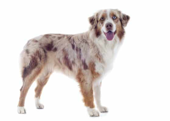Herding Group Dogs 3 australian shepherd herding group
