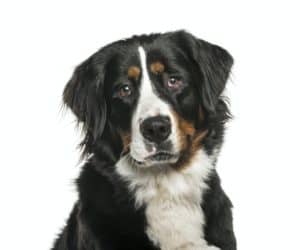 Bernese Mountain Dog in front of white background