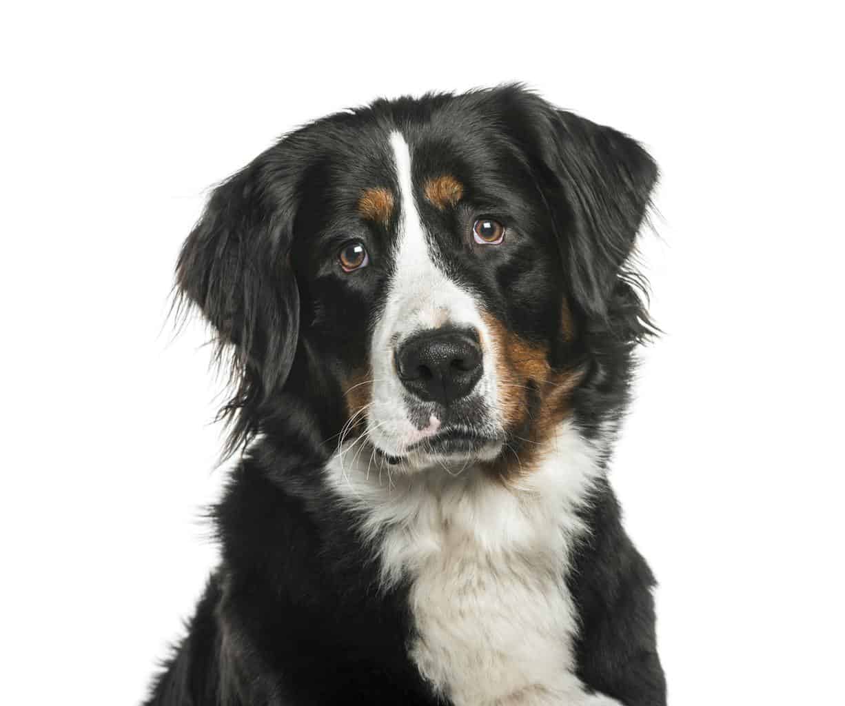 Bernese Mountain Dog in front of white background