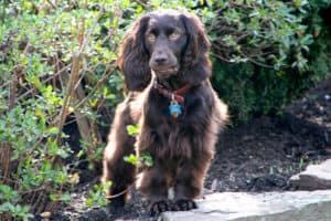 Sporting Group Dogs 6 Boykin Spaniel