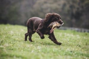 Field Spaniel