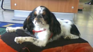 English Toy Spaniel