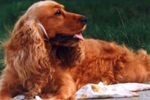 englishCockerSpaniel