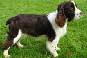 English Springer Spaniel