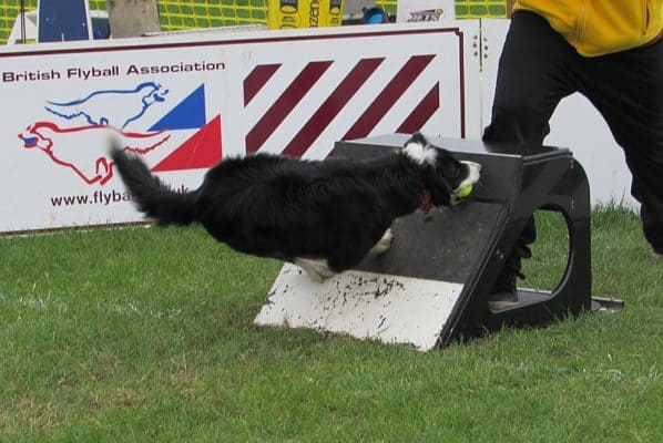 Flyball