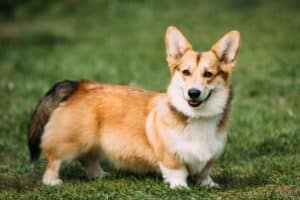 Funny Happy Pembroke Welsh Corgi Dog Playing In Green Summer Gra