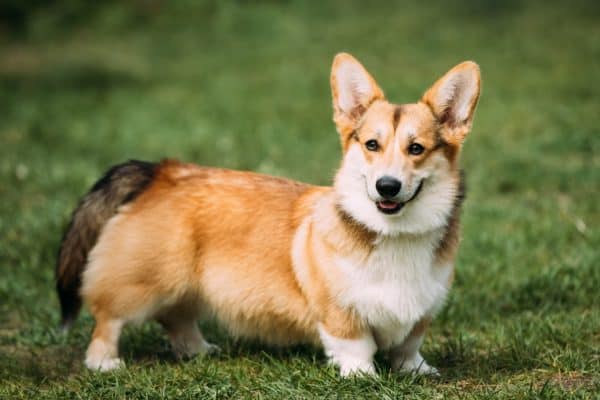 Herding Group Dogs 25 Pembroke Welsh Corgi