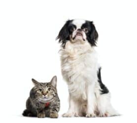 Japanese Chin: 3 Best Reasons To Get One And 2 Good Reasons Not To 5 Japanese Chin dog and European Cat sitting together, isolated on white