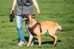 Man Working With A Malinois Dog In A Defense Training In Sunny S