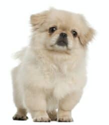 Pekingese puppy, 5 months old, standing in front of white background