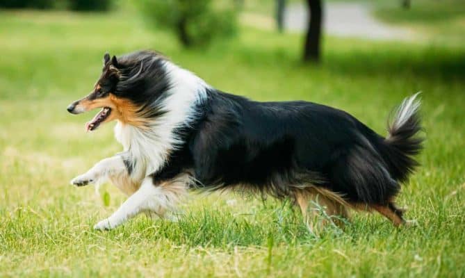 Herding Group Dogs 30 Shetland Sheepdog, Sheltie, Collie. Play Run Outdoor In Summer G