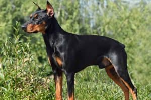 Tan-and-black German Pinscher