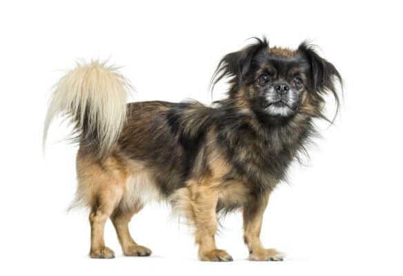 Tibetan Spaniel: 3 Best Reasons To Get One And 2 Good Reasons Not To 3 Tibetan spaniel in front of white background