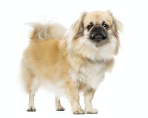 Tibetan Spaniel standing, isolated on white, 2 years old