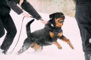 Training Of Rottweiler Metzgerhund Adult Dog. Attack And Defence