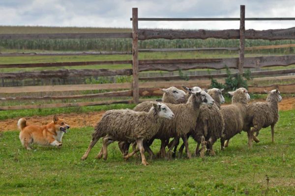 Welsh Corgi sheepherding group of sheep