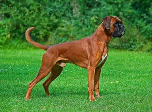 640px Male fawn Boxer undocked