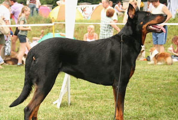 Herding Group Dogs 5 Beauceron