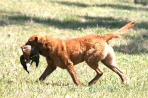 Sporting Group Dogs 8 Chesapeake Bay Retriever