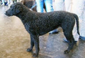 Sporting Group Dogs 11 Curly Coater Retriever