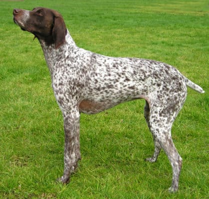 German Short-Haired Pointer