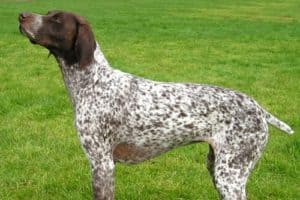 Sporting Group Dogs 17 German Short-Haired Pointer