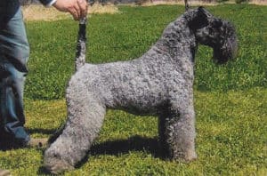 Kerry Blue Terrier