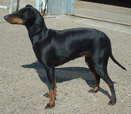 Top Dog Forum