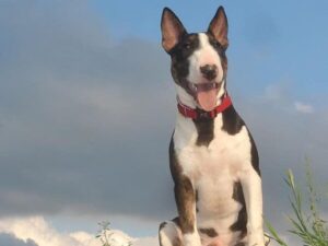 Miniature Bull Terrier