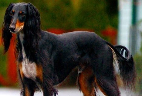 Saluki e1610490860135