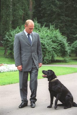 Labrador Retriever: #1 Most Popular Family Dog 21 President Puting and his black Labrador Retriever