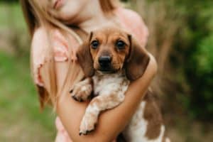 A red piebald mini dachsund being held by a little girl out in a green field.
