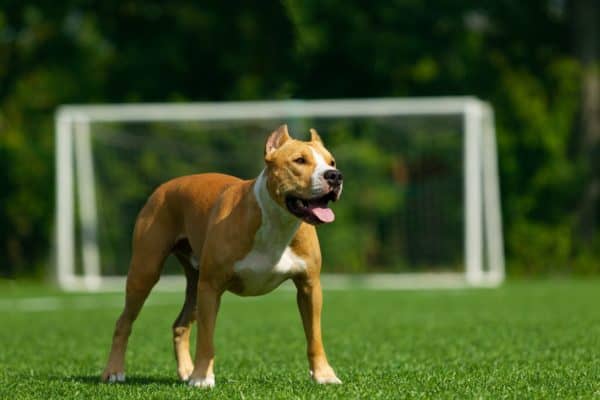 Top Dog Forum