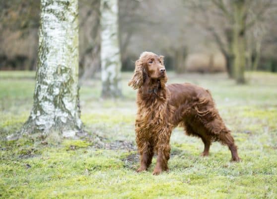 Beautiful dog standing in the park