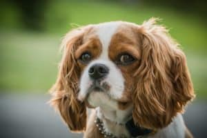 Cavalier King Charles Spaniel